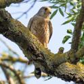 Lesser Kestrel.jpg